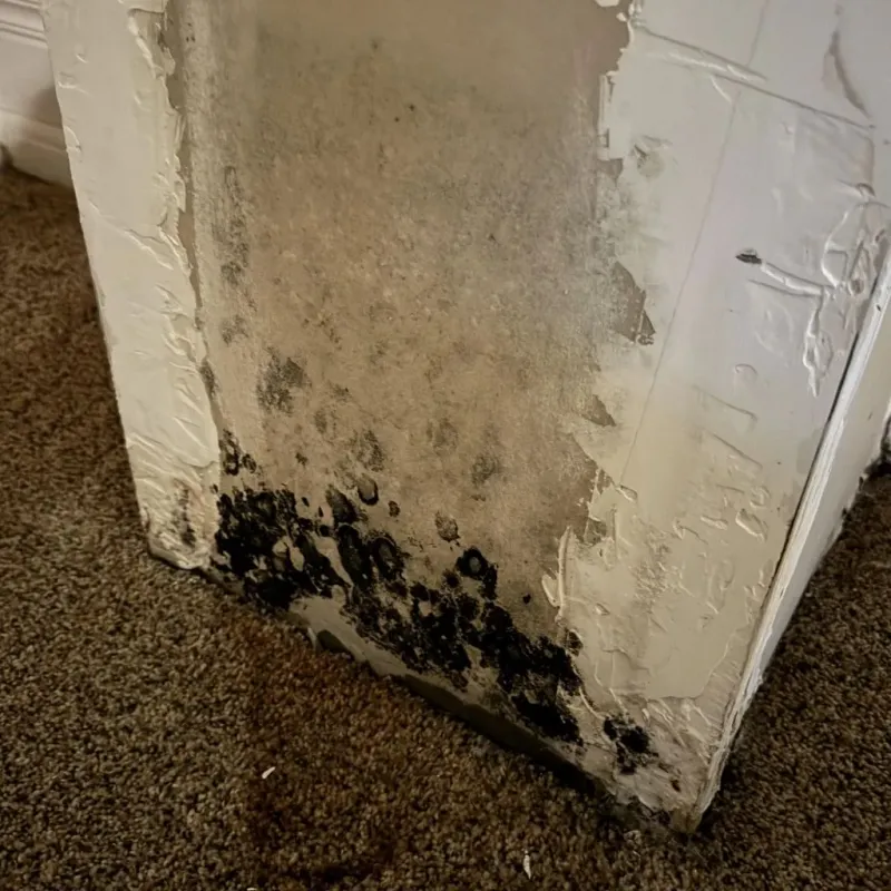 Professional Mold Removal in Hillsboro, KS